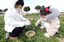 [포토] 강진군, 청자축제 봄나물 캐기