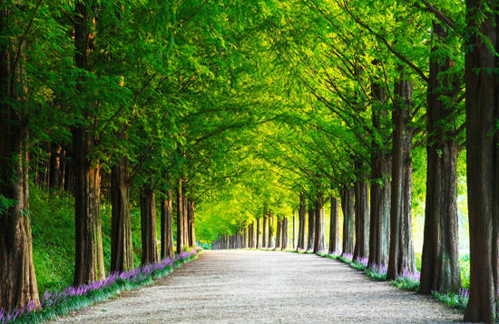 담양 메타세쿼이아길. ⓒ 담양군청