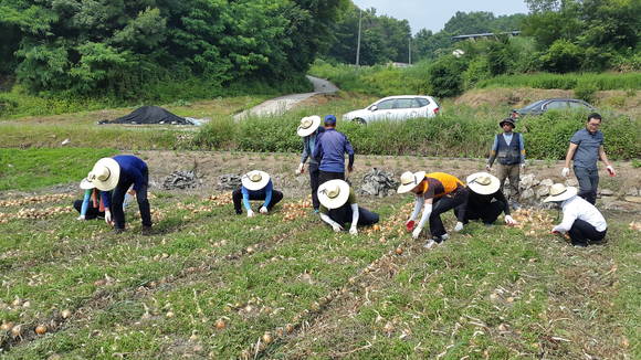 경상남도 서부청 서부대개발본부 직원들이 함양군에서 양파 수확 일손으 돕고 있다. ⓒ 경상남도 서부청