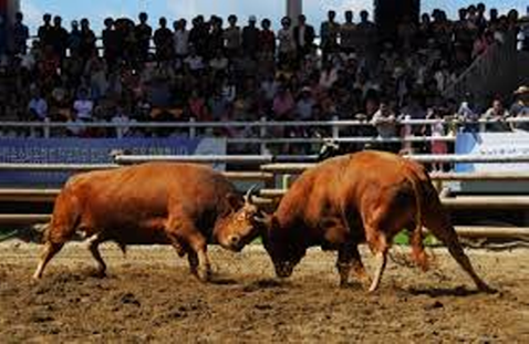 지난해 열린 김해전국민속소싸움대회 장면. ⓒ 프라임경제