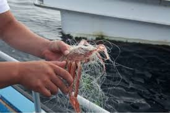 어린대게 불법 포획 장면. ⓒ 프라임경제