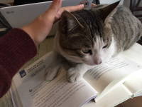 카페에서 결국 책 대신 길고양이를 택할수밖에 없었다. ⓒ 프라임경제