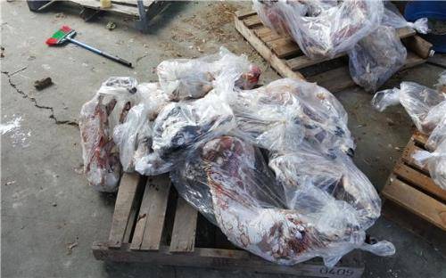 C사는 불법 도축한 염소를 보관, 판매하다 적발됐다. 당시 현장 사진. ⓒ 식품의약품안전처