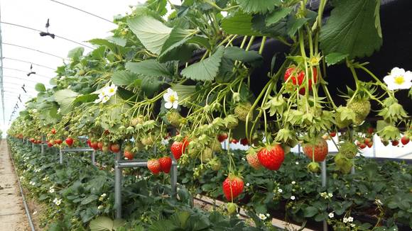 진주시 딸기농가. ⓒ 진주시청