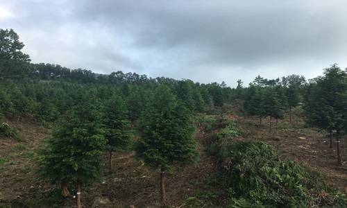 숲 가꾸기 사업 모습. ⓒ 순천국유림관리소