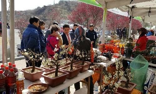 문동식 부시장이 매화마을 찾아 현장을 점검하고 있다. ⓒ 광양시