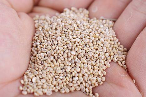 퀴노아 이미지컷. 홍천강퀴노아영농조합은 수입산 퀴노아를 국내산으로 대체하고 홍천군을 국내 퀴노아 주산지로 만드는 것을 목표 삼았다. ⓒ 홍천강퀴노아영농조합