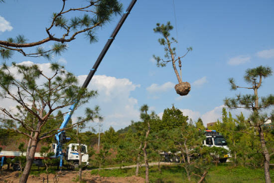 나무은행에서 나무를 운반하고 있는 사진이예요. 이 나무들은 영암 국제자동차경주장 수목 쌈지 숲 조성에 사용됐어요. ⓒ 전라남도청