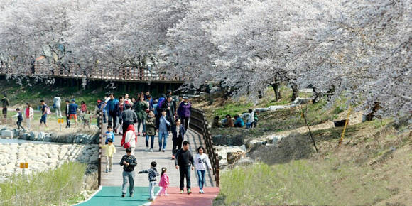 2016년 해미벚꽃축제 장면ⓒ 서산시