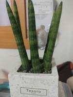 공기청정을 위해 산 식물 스투키. ⓒ 프라임경제