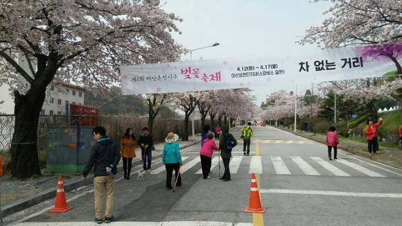 아산온천 관광지 벚꽃축제 ⓒ아산시