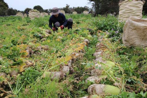 CJ프레시웨이가 계약재배한 제주산 월동무를 수확하는 모습. ⓒ CJ프레시웨이
