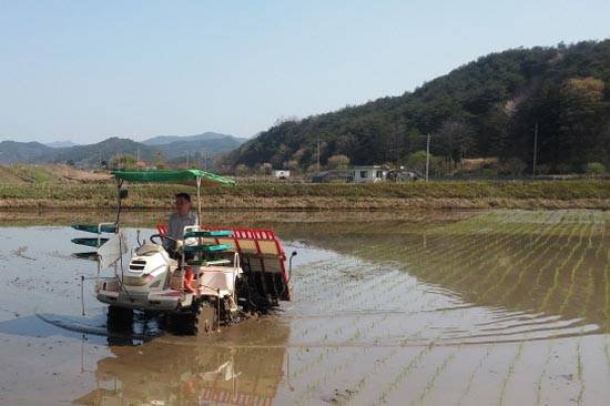 남면 내리 김병남씨 첫 모내기 모습. ⓒ화순군