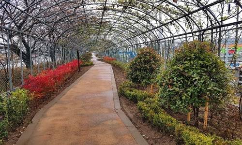 새로 단장한 순천 장미터널 모습 ⓒ 순천시