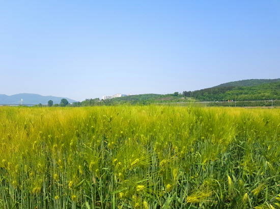 대구시 하중도 청보리밭 사진. ⓒ 대구시청