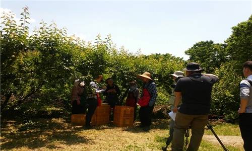 광양매실 농장에서 촬영을 하고 있다. ⓒ 광양시