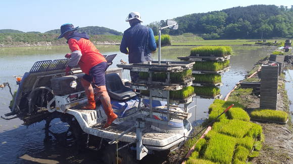 교동도 삼총사 ⓒ 강화군청