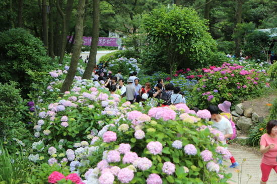 6월말 개최되는 태종사 수국꽃 문화축제. ⓒ 부산관광공사