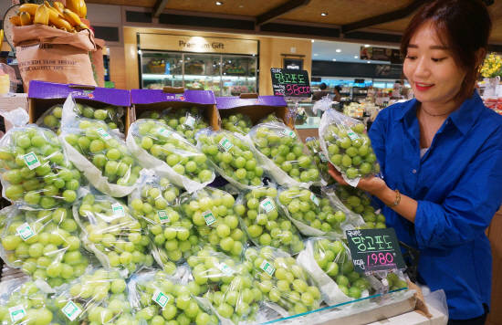롯데백화점 망고 포도로 유명한 '샤인머스켓'. ⓒ 롯데백화점