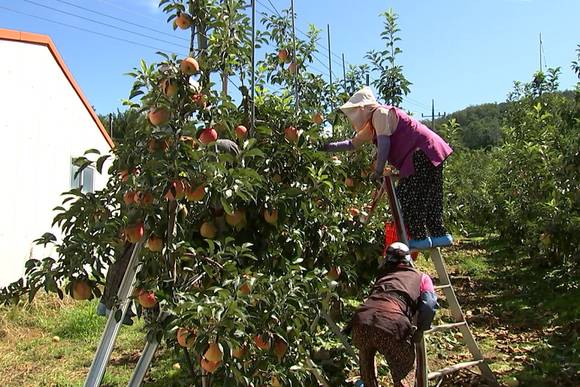 예산군 내 사과재배 농가의 홍로사과 수확 모습. ⓒ 예산군청