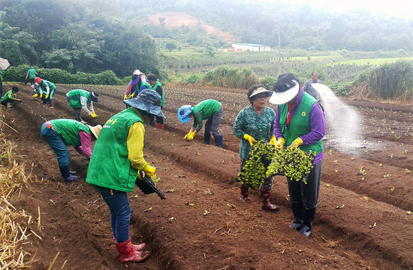 부여군 임천면 새마을부여회가 점리 소재 농지에 배추와 무 모종 심고 있다. ⓒ 부여군청