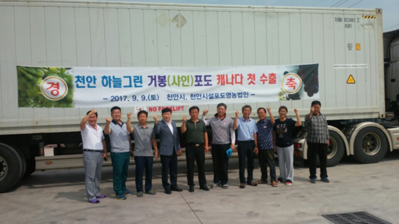 천안시와 천안시설포도영농법인이 9일 천안포도 수출유통센터에서 하늘그린 거봉 포도 4톤과 샤인마스캇 포도 2톤 총 6톤을 캐나다 수출물량으로 선적하고 있다. ⓒ 천안시청