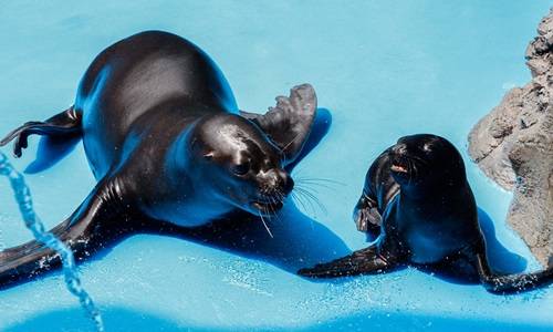 한화 아쿠아플라넷 여서에서 태어난 남아메리카 바다사자. ⓒ 한화 아쿠아플라넷 여수