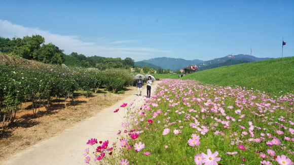 해미읍성에 활짝 핀 코스모스와 무궁화 사이에 길을 걸으며 가을의 정취를 느끼고 있는 시민의 모습. ⓒ 서산시청