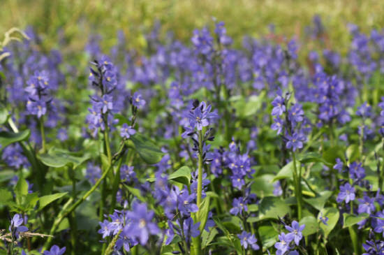 보라색 꽃을 피워낸 물옥잠 군락. ⓒ 당진시청