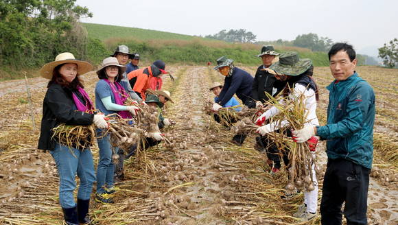 사진은 상반기 농촌일손돕기에 나선 공직자들 모습. ⓒ 태안군청