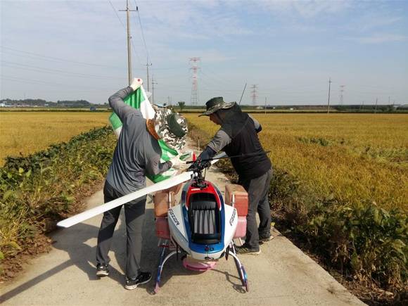 벼 임모중 파종을 위해 무인헬기에 사료 종자를 싣고 있다. ⓒ 예산군청