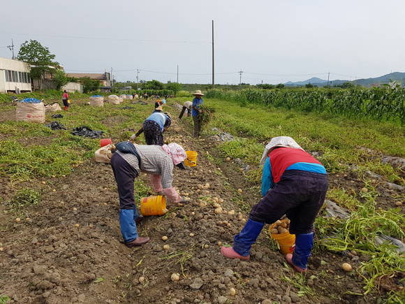 남일면 감자 수확 모습. ⓒ 청주시청