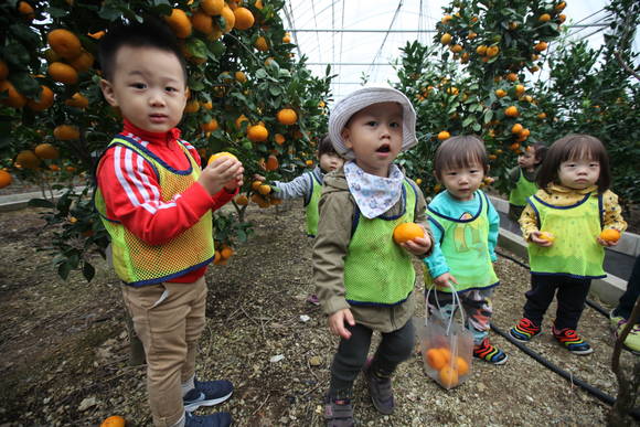 어린이들이 12일 귤 따기 체험을 하고 있다. ⓒ 당진시청
