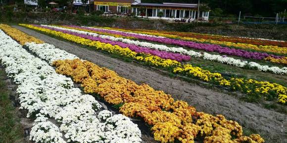 경관조경. 국화가 꽃을 피우며 자태를 뽐내고 있다. ⓒ 충남도청
