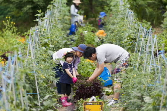 '토요타 주말 농부'는 토요타 구매 고객들이 친환경 농법으로 텃밭을 가꾸는 주말 농부가 돼 친환경 농산물을 직접 재배할 수 있는 기회를 제공하는 행사로, 매월 다양한 생태프로그램과 제철 농산물 수확 체험도 함께 진행된다. ⓒ 한국토요타