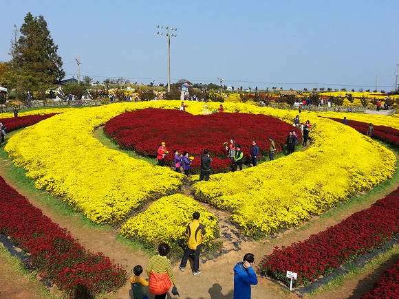지난해 서산국화축제에서 전시된 국화 모습. ⓒ 서산시청