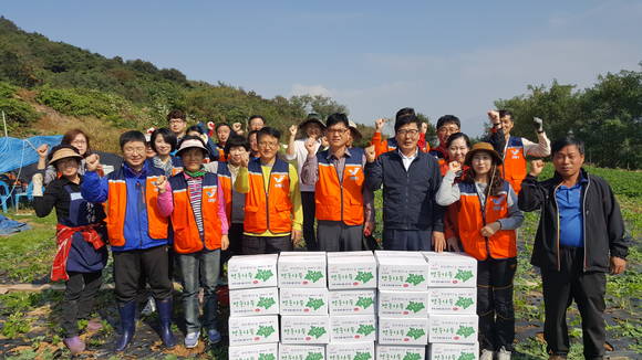 보령시 공무원들이 농촌 일손돕기(주포면 방풍 수확) 봉사 후 기념촬영 하고 있다. ⓒ 보령시청