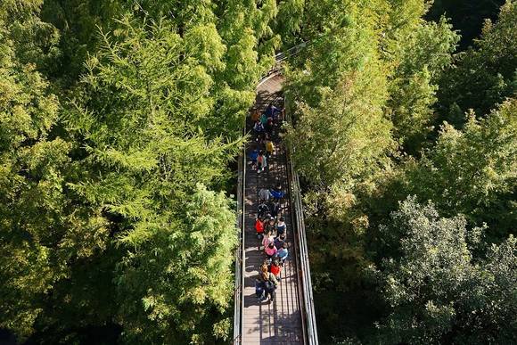 장태산 자연휴양림 구름다리 위로 관광객들이 걸어가고 있다. ⓒ 대전광역시