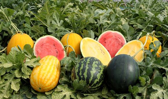 함안 수박. ⓒ 함안군청