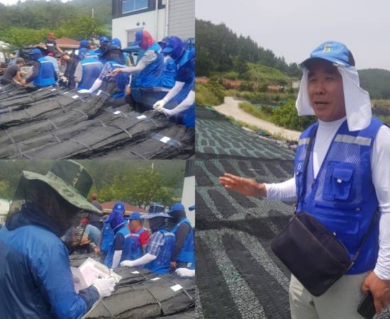 다시마를 꼼꼼하게 살피는 중매인들. 다시마 건조장에서 신상석 대표(오른쪽)가 다시마 품질에 대해 설명하고 있다. = 하영인 기자