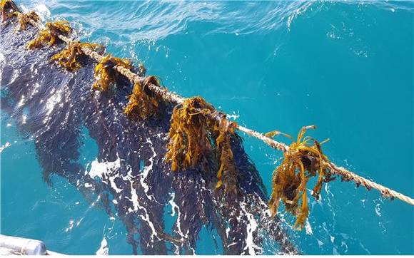 시험어장에서 성장중인 기장산 미역. ⓒ 기장군