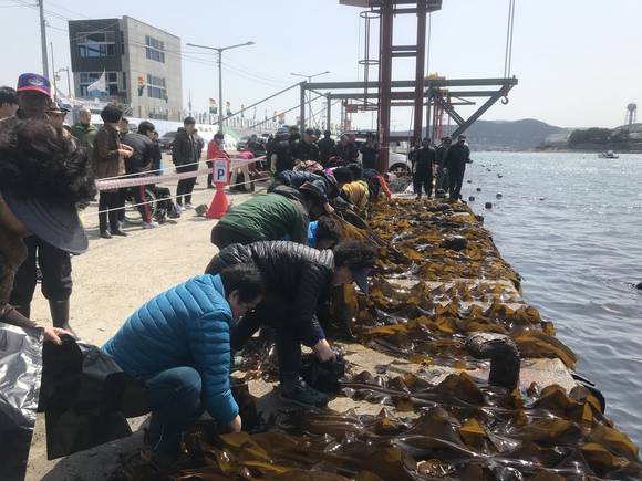 기장 앞바다에서 채취한 미역을 어민들이 뭍으로 건져올리고 있다. ⓒ 기장군