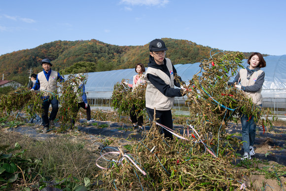 대한항공 직원 및 가족들이 농촌의 일손을 돕고 있는 모습. ⓒ 대한항공