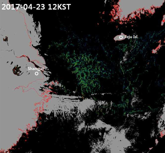 천리안 해상관측위성이 지난 2017년 4월23일 촬영한 괭생이 모자반 사진. 초록색을 띤 것들이 괭생이 모자반. ⓒ 연합뉴스
