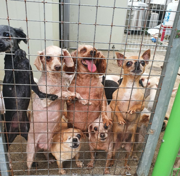 경남 양산시에 위치한 동물보호소 민들레쉼터에는 죽음의 문턱에서 힘겹게 구출된 개,고양이 250여 마리가 함께 생활하고 있다. ⓒ 프라임경제