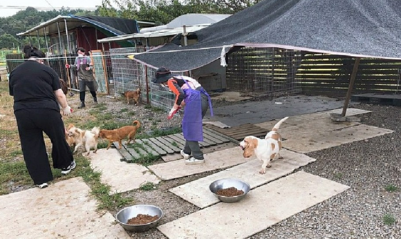 국내 동물보호단체에서 활동 중인 회원들이 민들레쉼터를 찾아 봉사활동을 펼치고 있다. ⓒ 프라임경제