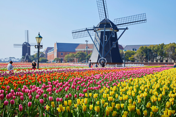일본 하우스텐포스에서 100만송이 튤립 대축제가 열린다. ⓒ 하우스텐포스
