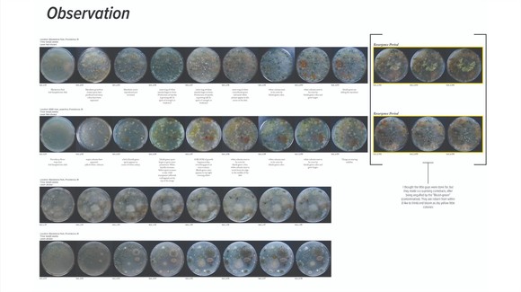 '디지털+미디어' 디자인 연구팀이 제안한 '토양 속 균사체를 통해 배우는 이상적 토질 환경' 디자인 프로젝트. ⓒ 현대자동차그룹