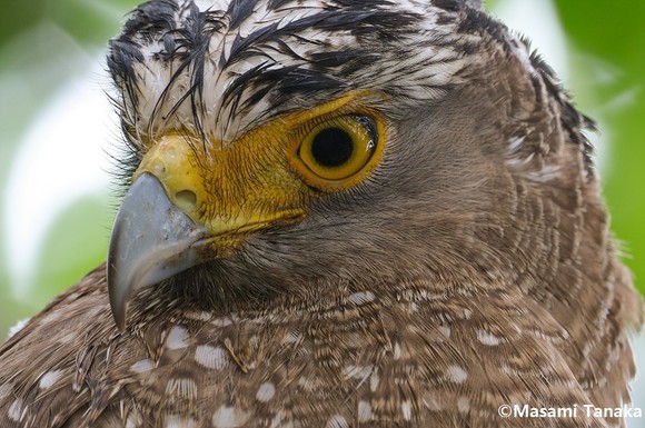 XF150-600㎜F5.6-8 R LM OIS WR로 촬영한 사진. ⓒ 후지필름일렉트로닉이미징코리아