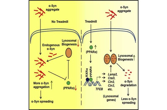Debashis Dutta et al, Cell Reports (2022) ⓒ 미국 시카고 러시 대학 의료 센터